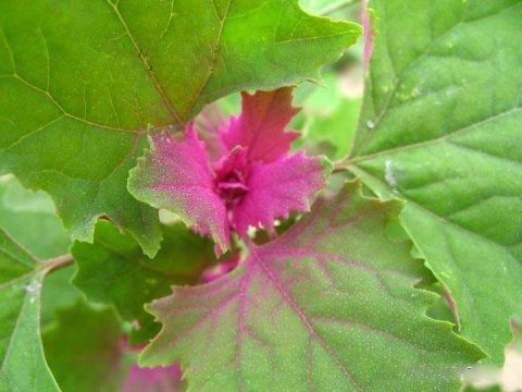 Chenopodium Album  Extrac